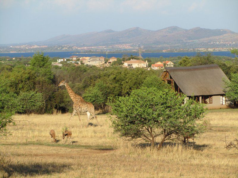 Leopard Lodge Hartbeespoort Dam Hartbeespoort North West Province South Africa Animal