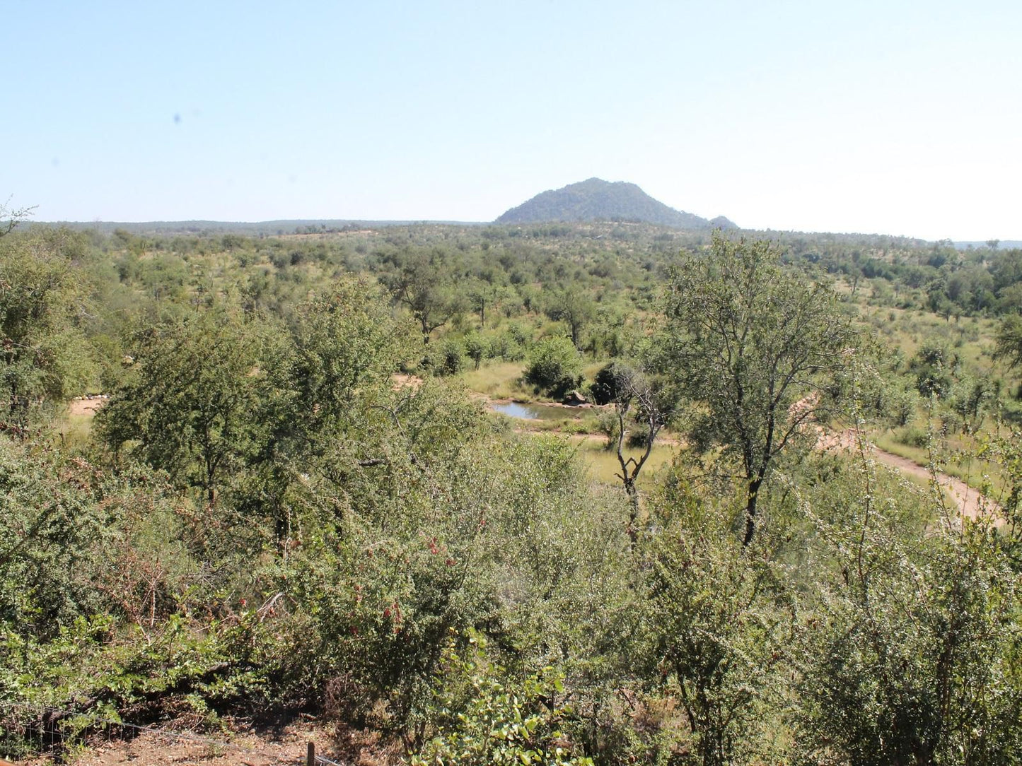 Leopard Rock Bush Lodge Grietjie Nature Reserve Limpopo Province South Africa Nature