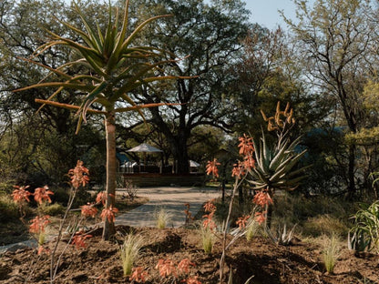 Leopard'S Bend Bush Lodge, Plant, Nature, Garden