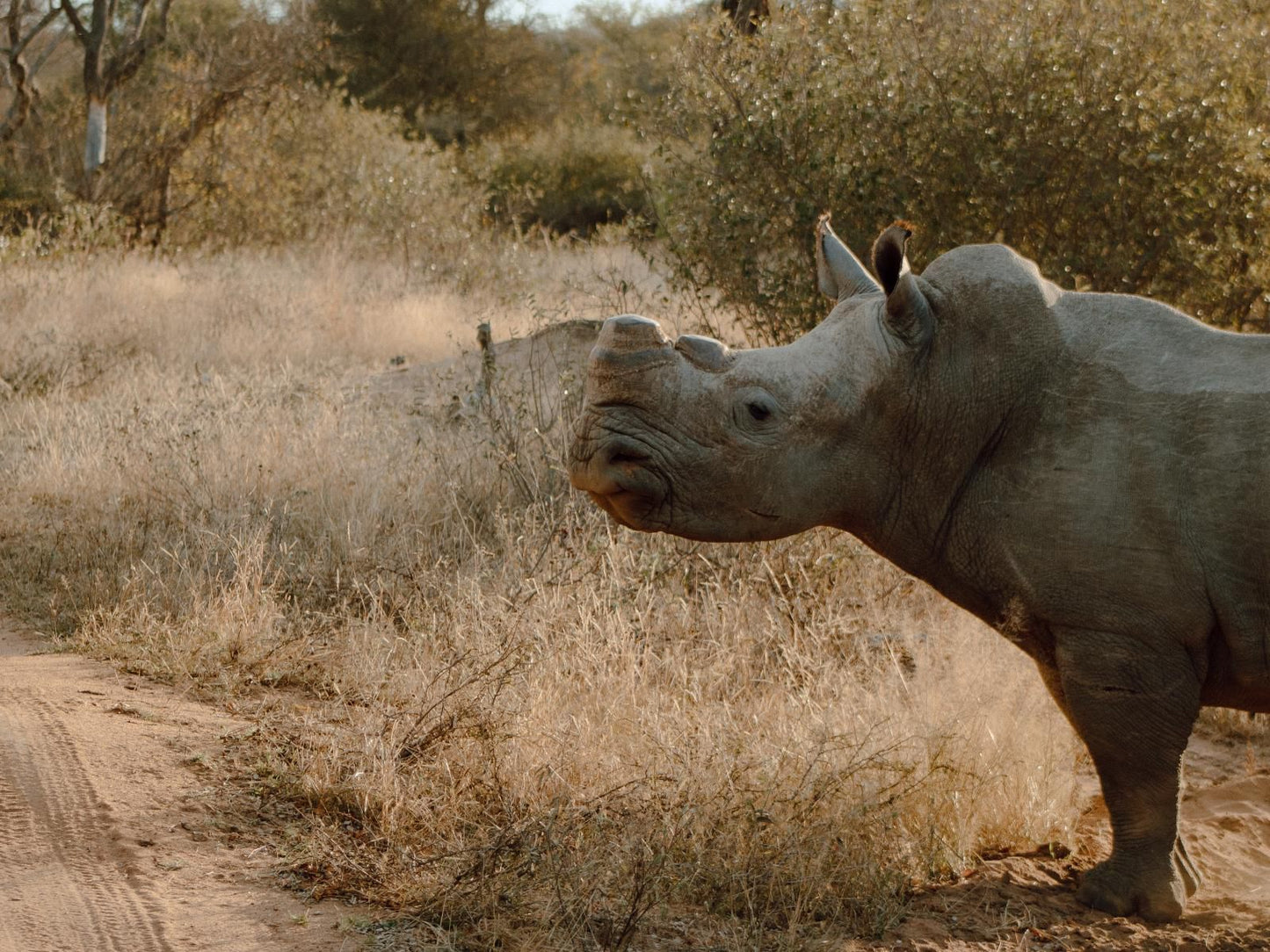 Leopard'S Bend Bush Lodge, Sepia Tones, Rhino, Mammal, Animal, Herbivore