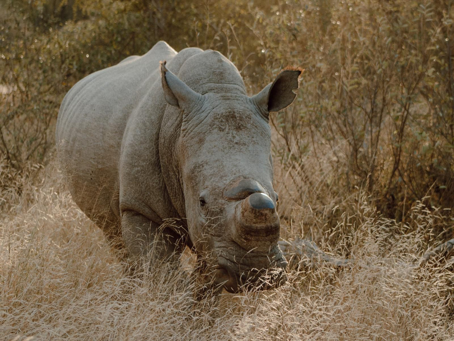 Leopard'S Bend Bush Lodge, Sepia Tones, Rhino, Mammal, Animal, Herbivore