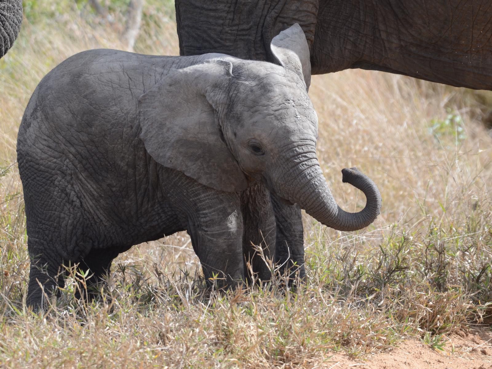 Leopard'S Bend Bush Lodge, Elephant, Mammal, Animal, Herbivore