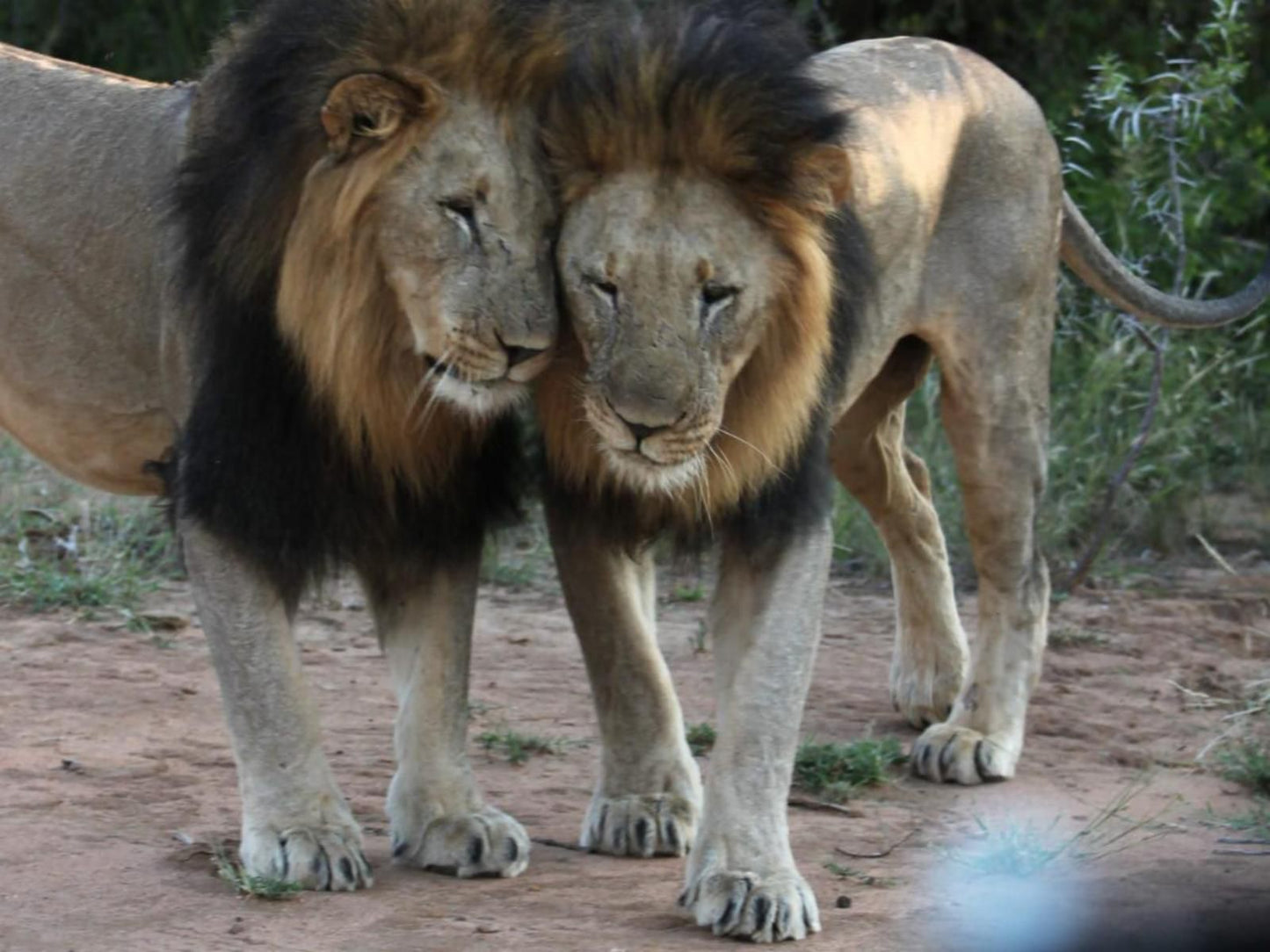 Leopard'S Bend Bush Lodge, Lion, Mammal, Animal, Big Cat, Predator