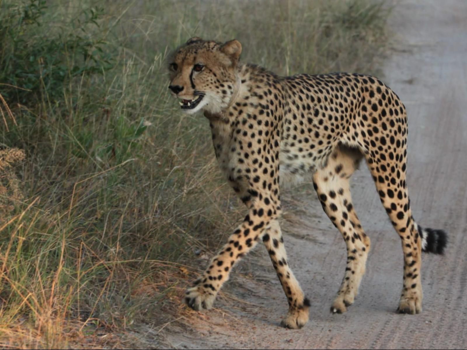 Leopard'S Bend Bush Lodge, Cheetah, Mammal, Animal, Big Cat, Predator