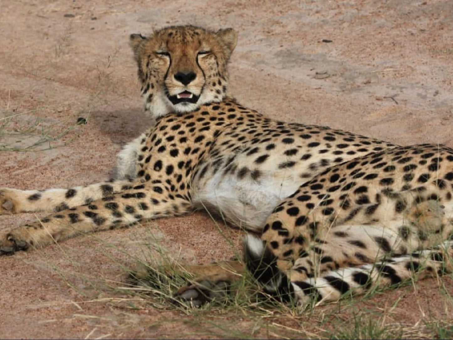 Leopard'S Bend Bush Lodge, Sepia Tones, Cheetah, Mammal, Animal, Big Cat, Predator