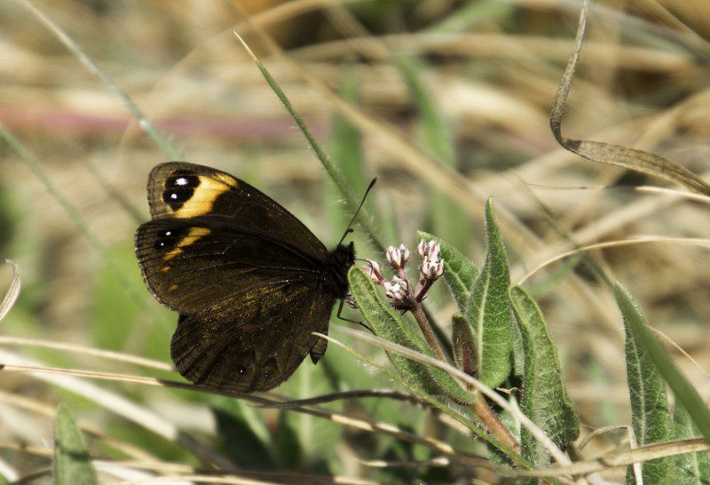 Leopard S Lair Estcourt Kwazulu Natal South Africa Sepia Tones, Animal, Butterfly, Insect