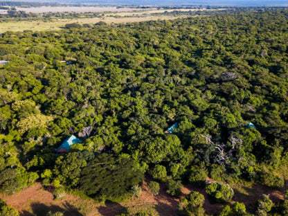 Leopard Walk Lodge Hluhluwe Kwazulu Natal South Africa Forest, Nature, Plant, Tree, Wood, Aerial Photography