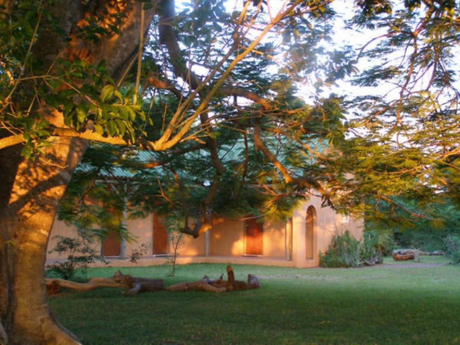 Leopard Walk Lodge Hluhluwe Kwazulu Natal South Africa Palm Tree, Plant, Nature, Wood, Tree