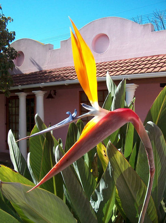 Le Palais D Afrique Pinelands Cape Town Western Cape South Africa Complementary Colors, House, Building, Architecture, Palm Tree, Plant, Nature, Wood