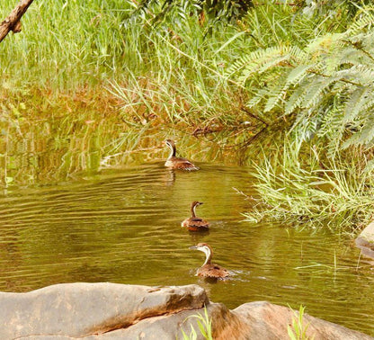 Lepelle Lodge Burgersfort Limpopo Province South Africa Sepia Tones, Duck, Bird, Animal