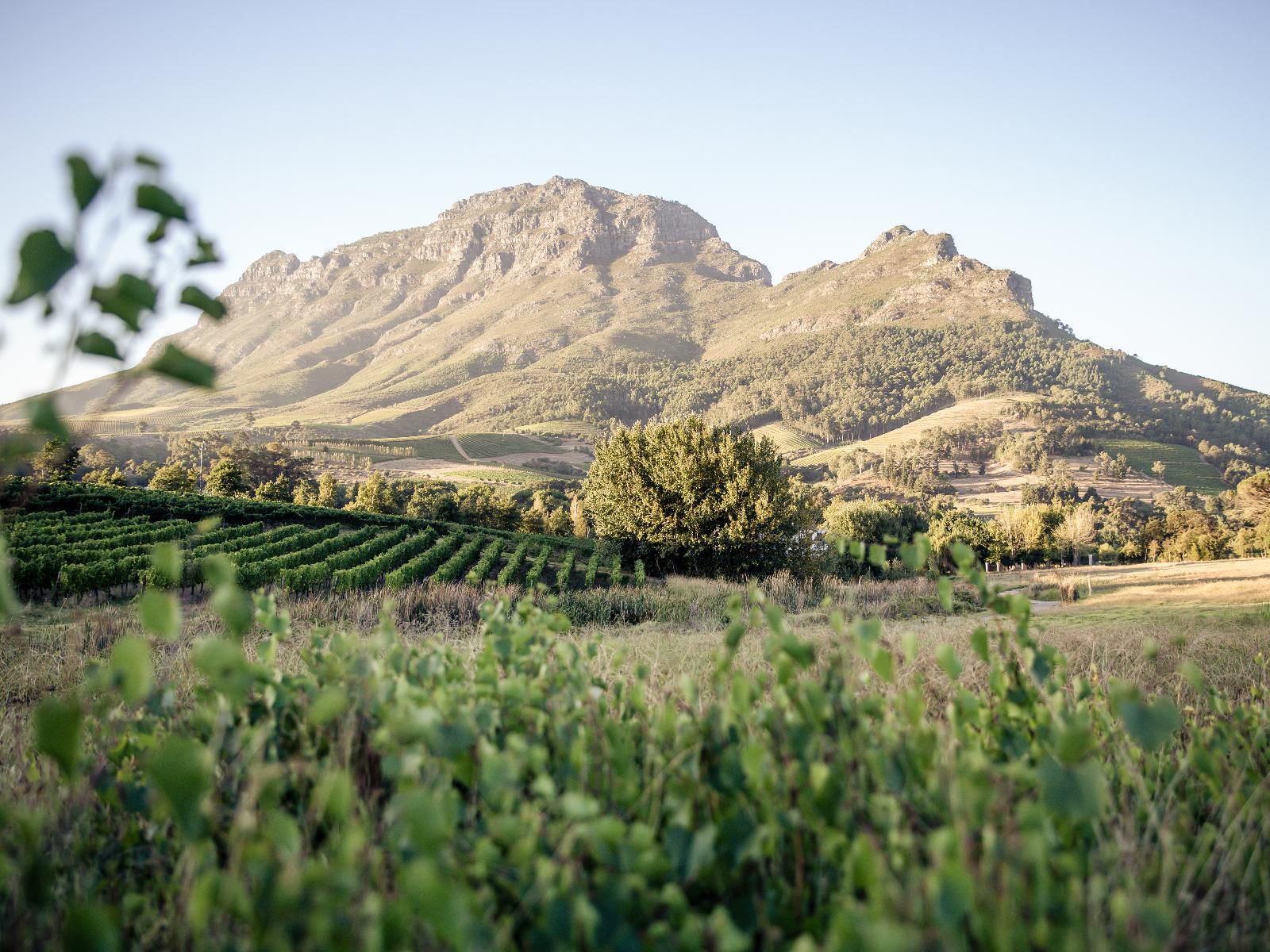 Le Pommier Wine Estate Stellenbosch Western Cape South Africa Field, Nature, Agriculture