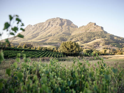 Le Pommier Wine Estate Stellenbosch Western Cape South Africa Field, Nature, Agriculture