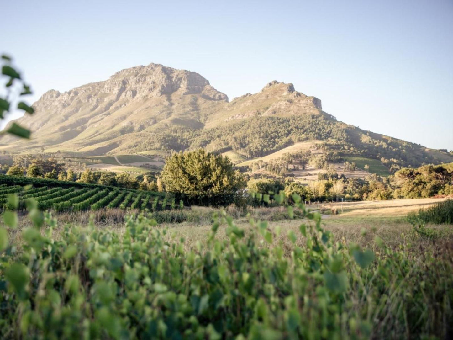 Le Pommier Wine Estate Stellenbosch Western Cape South Africa Complementary Colors, Field, Nature, Agriculture