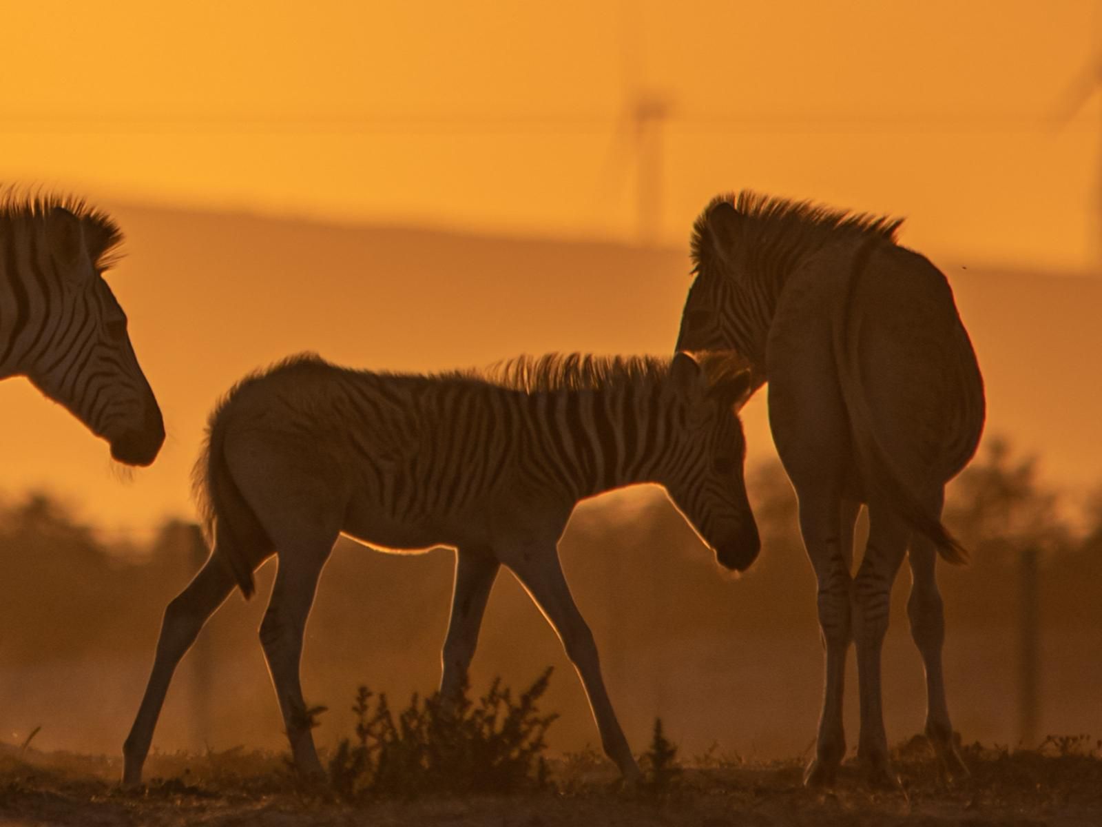 Lermitage Quagga Lodge Velddrif Western Cape South Africa Sepia Tones, Animal