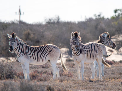 Lermitage Quagga Lodge Velddrif Western Cape South Africa Unsaturated, Zebra, Mammal, Animal, Herbivore