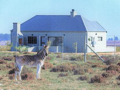 Lermitage Quagga Lodge Velddrif Western Cape South Africa Zebra, Mammal, Animal, Herbivore