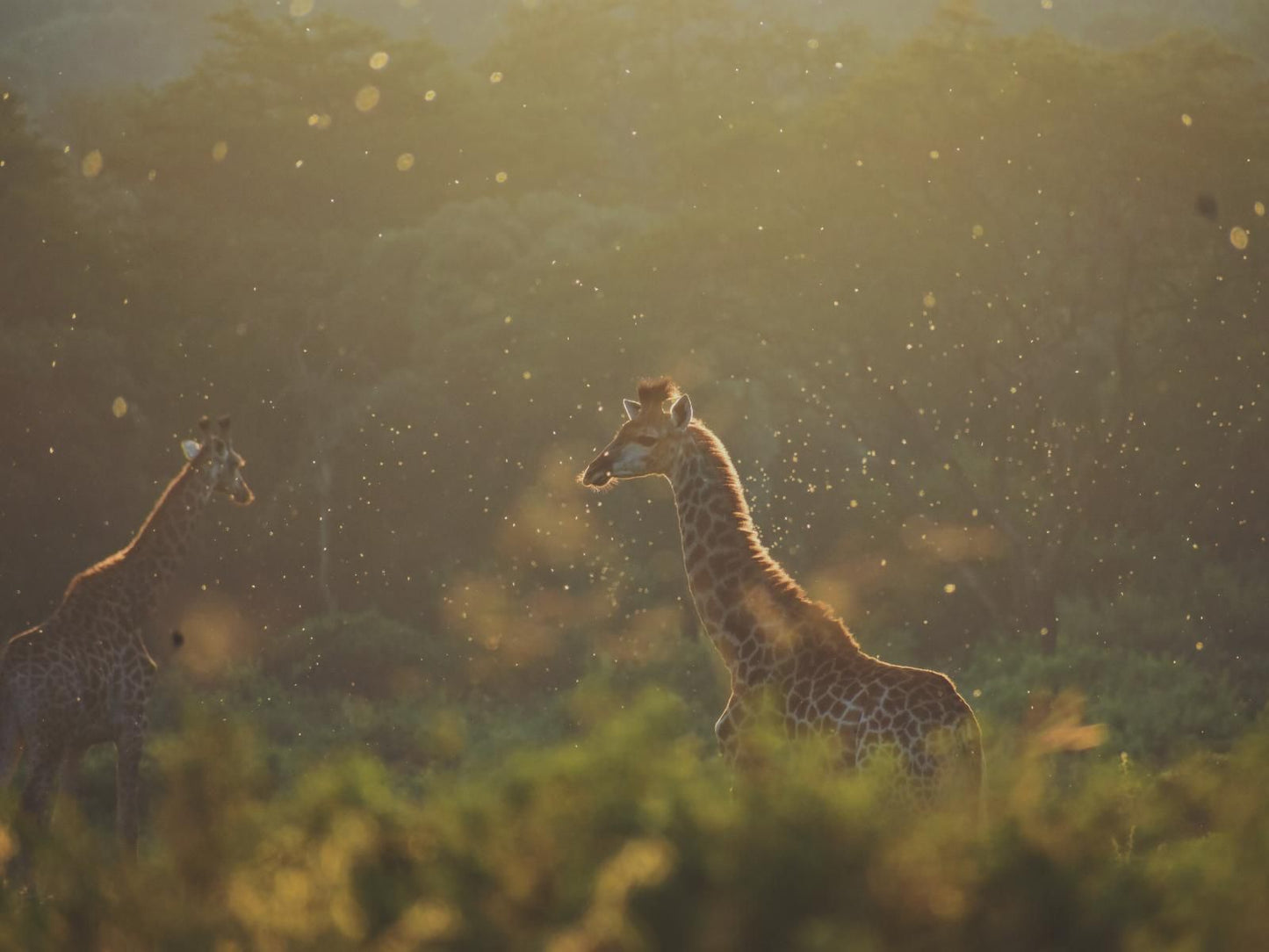 Leshiba Wilderness, Sepia Tones, Animal