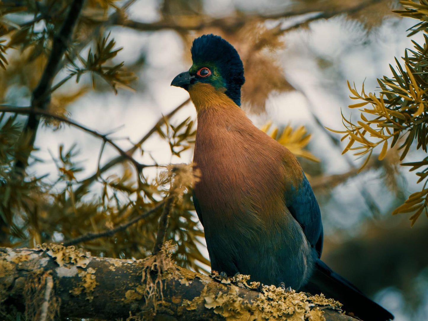 Leshiba Wilderness, Bird, Animal