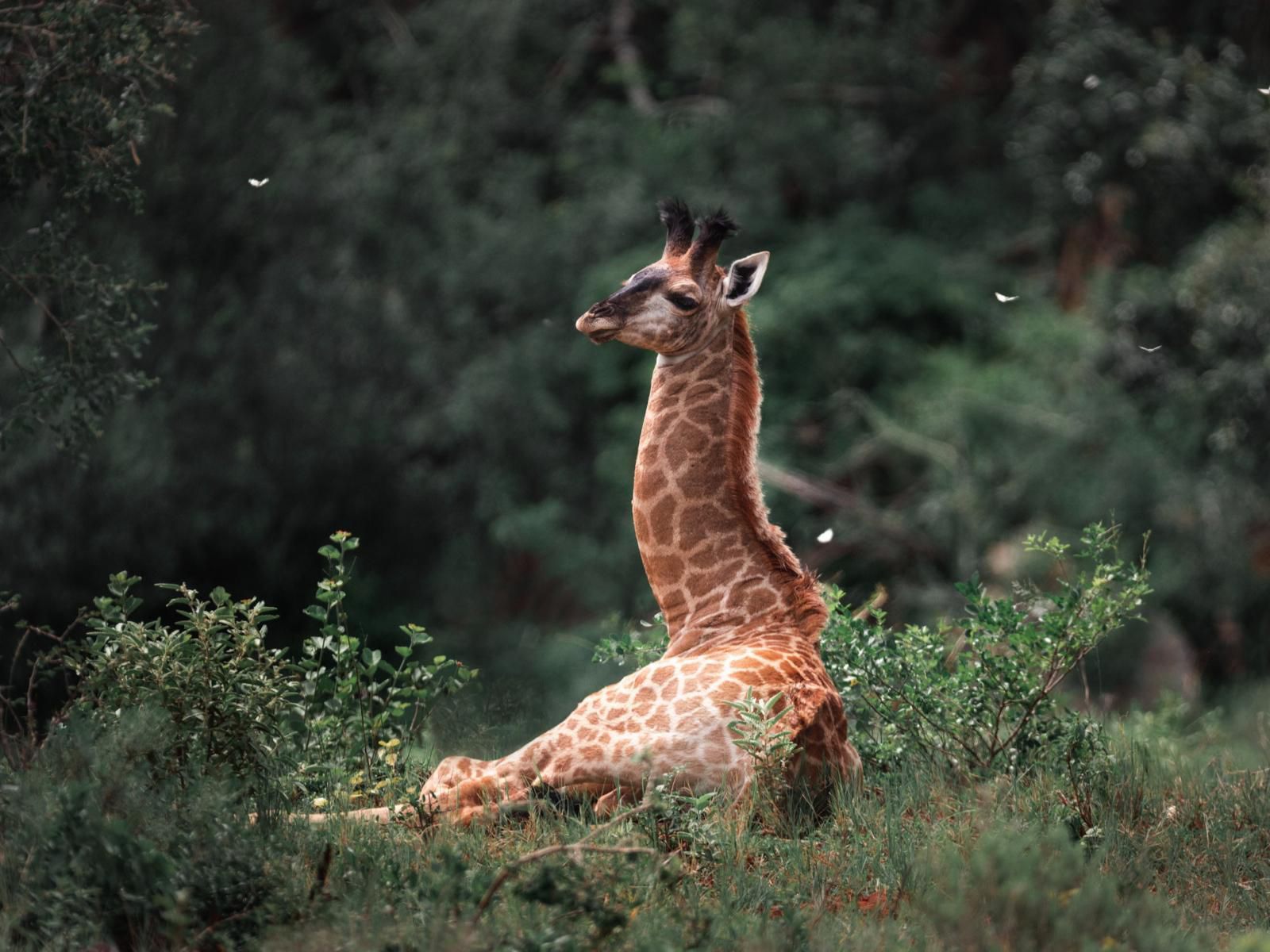 Leshiba Wilderness, Giraffe, Mammal, Animal, Herbivore