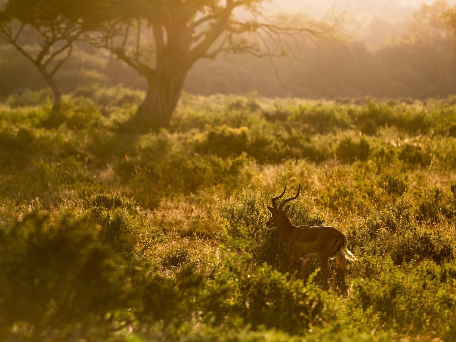 Leshiba Wilderness, Sepia Tones, Deer, Mammal, Animal, Herbivore