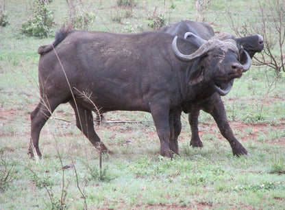 Letaba Safari Lodge Great Letaba Game Park Limpopo Province South Africa Unsaturated, Water Buffalo, Mammal, Animal, Herbivore