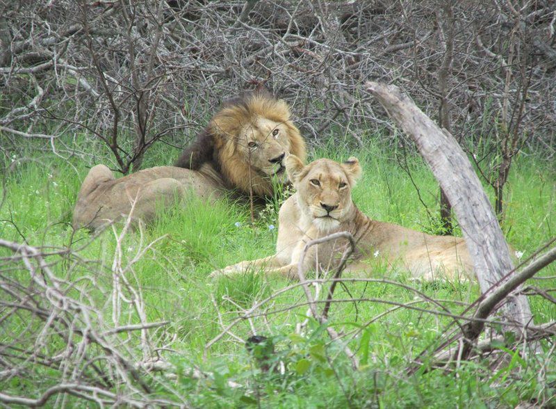 Letaba Safari Lodge Great Letaba Game Park Limpopo Province South Africa Lion, Mammal, Animal, Big Cat, Predator