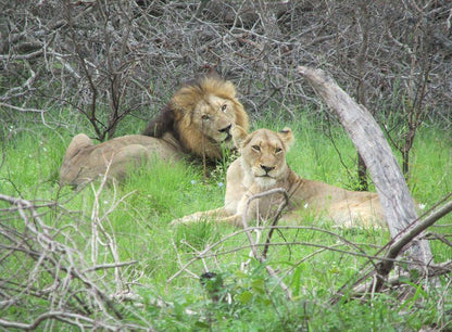 Letaba Safari Lodge Great Letaba Game Park Limpopo Province South Africa Lion, Mammal, Animal, Big Cat, Predator