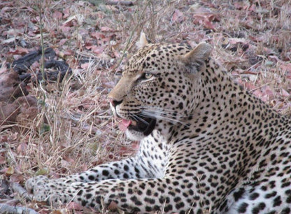 Letaba Safari Lodge Great Letaba Game Park Limpopo Province South Africa Unsaturated, Leopard, Mammal, Animal, Big Cat, Predator