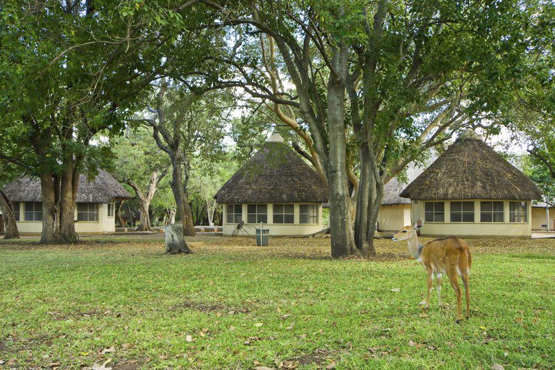 Letaba Rest Camp Kruger National Park Sanparks North Kruger Park Mpumalanga South Africa Building, Architecture, Tree, Plant, Nature, Wood