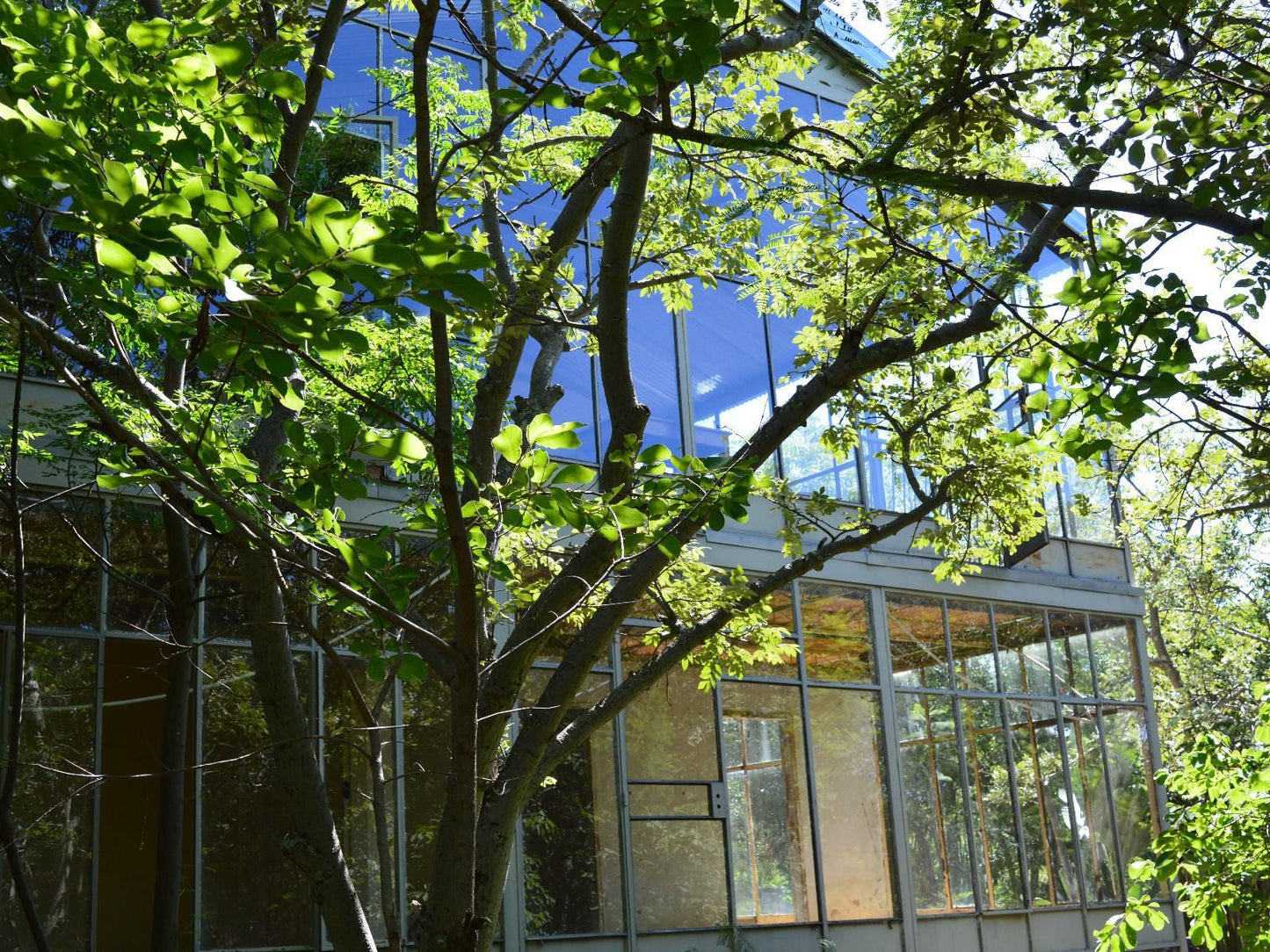 Lethabo Lodge, Plant, Nature, Tree, Wood, Window, Architecture