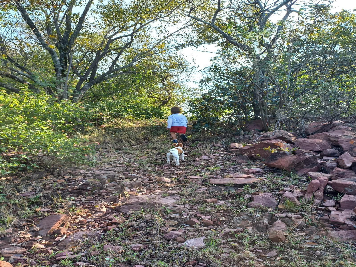 Lethabo Lodge, Dog, Mammal, Animal, Pet, Forest, Nature, Plant, Tree, Wood, Running, Athletics, Sport, Person