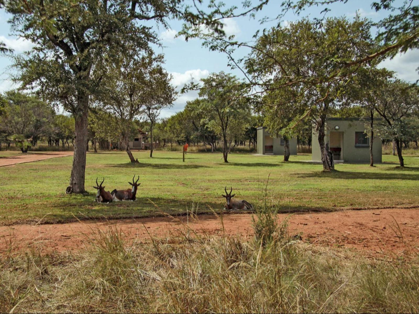 Lethabong Lodge Thabazimbi Limpopo Province South Africa Lowland, Nature