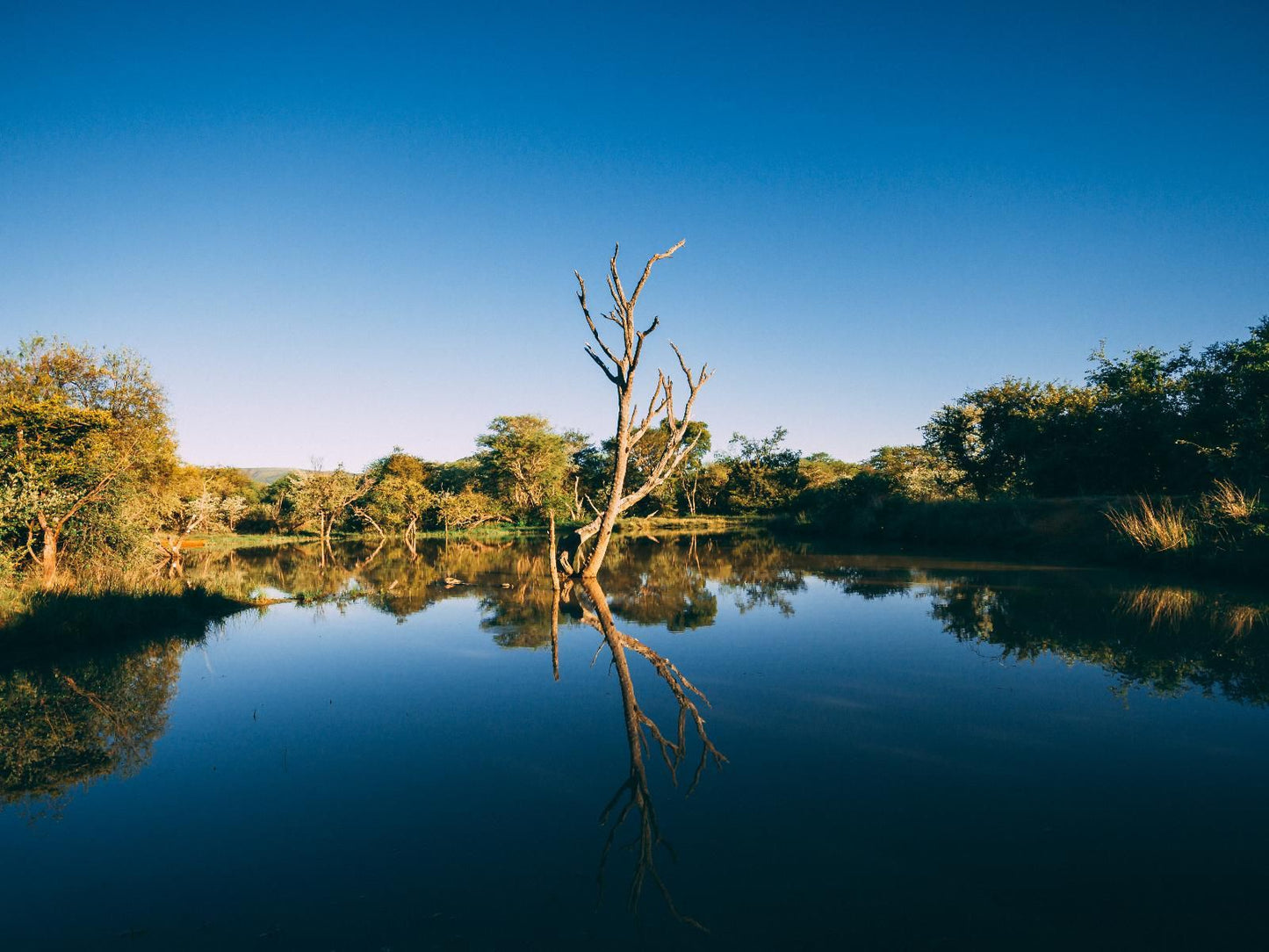 Letlapa Pula Game Farm, Colorful, River, Nature, Waters, Tree, Plant, Wood