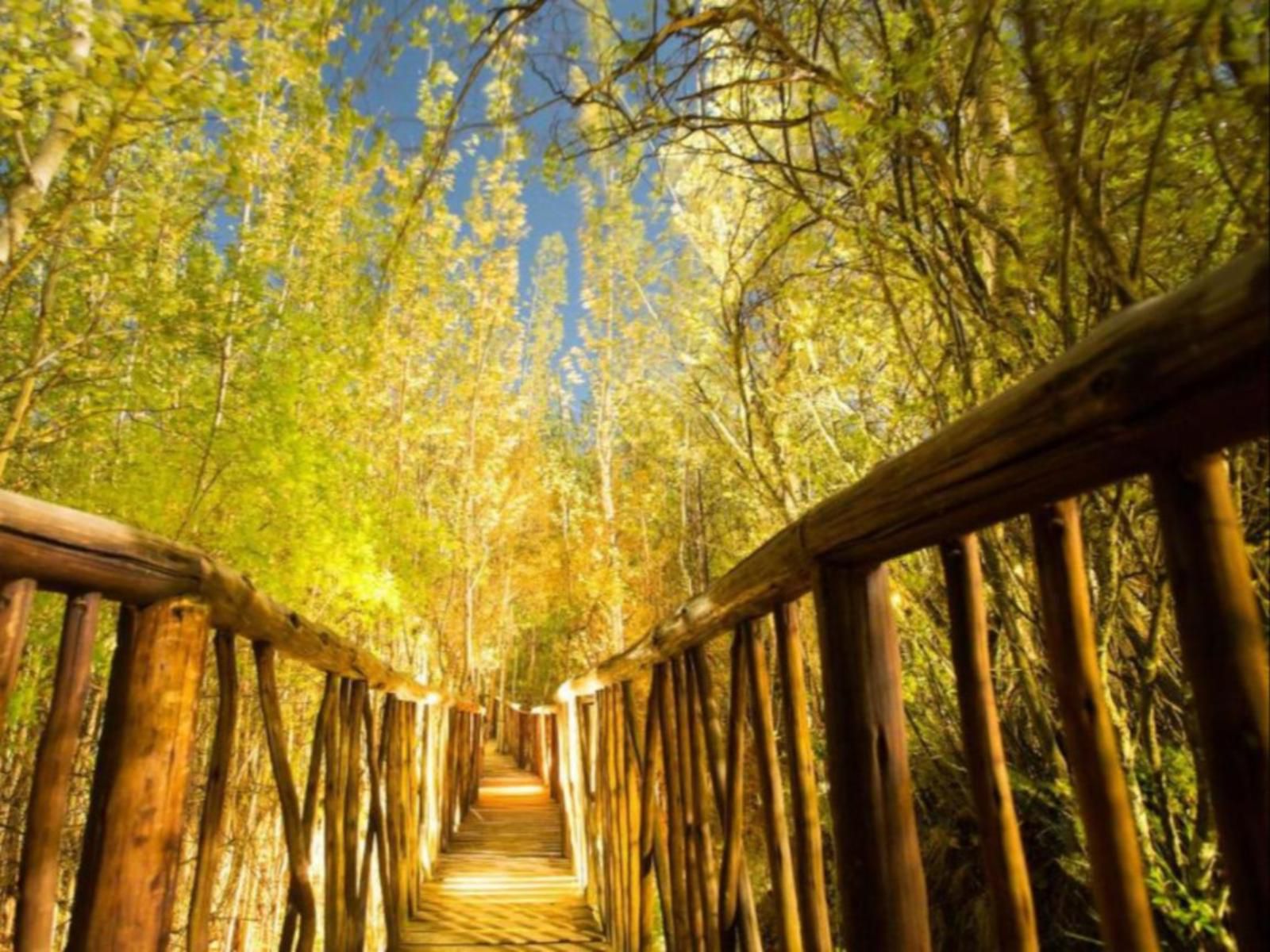 Letsatsi Game Lodge, Colorful, Plant, Nature, Tree, Wood, Autumn, Leading Lines