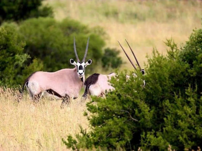 Letsatsi Game Lodge, Colorful, Animal