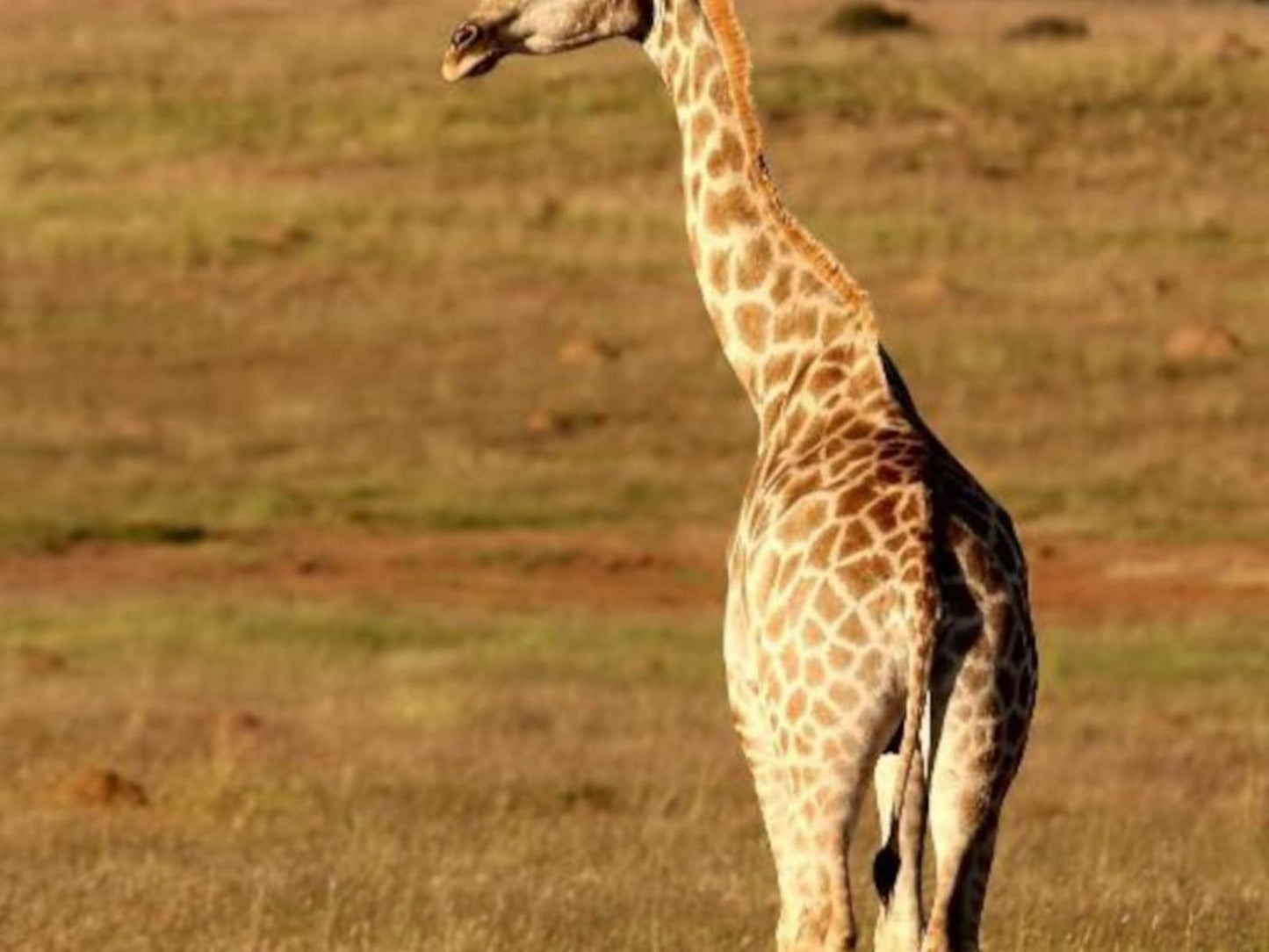 Letsatsi Game Lodge, Sepia Tones, Giraffe, Mammal, Animal, Herbivore