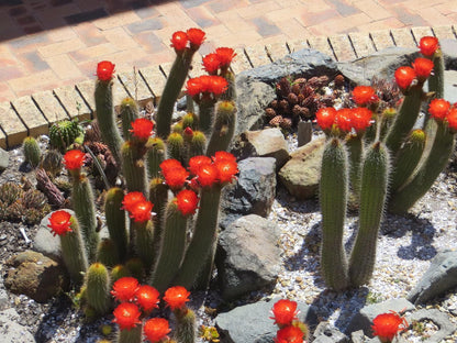 Lewens Essens On C Yzerfontein Western Cape South Africa Cactus, Plant, Nature, Garden