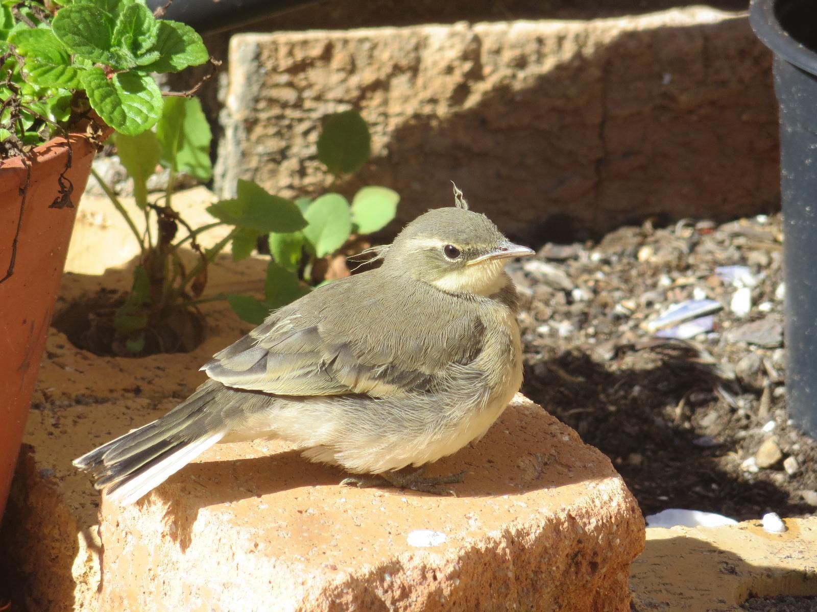Lewens Essens On C Yzerfontein Western Cape South Africa Dove, Bird, Animal