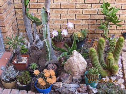 Lewens Essens On C Yzerfontein Western Cape South Africa Cactus, Plant, Nature, Garden