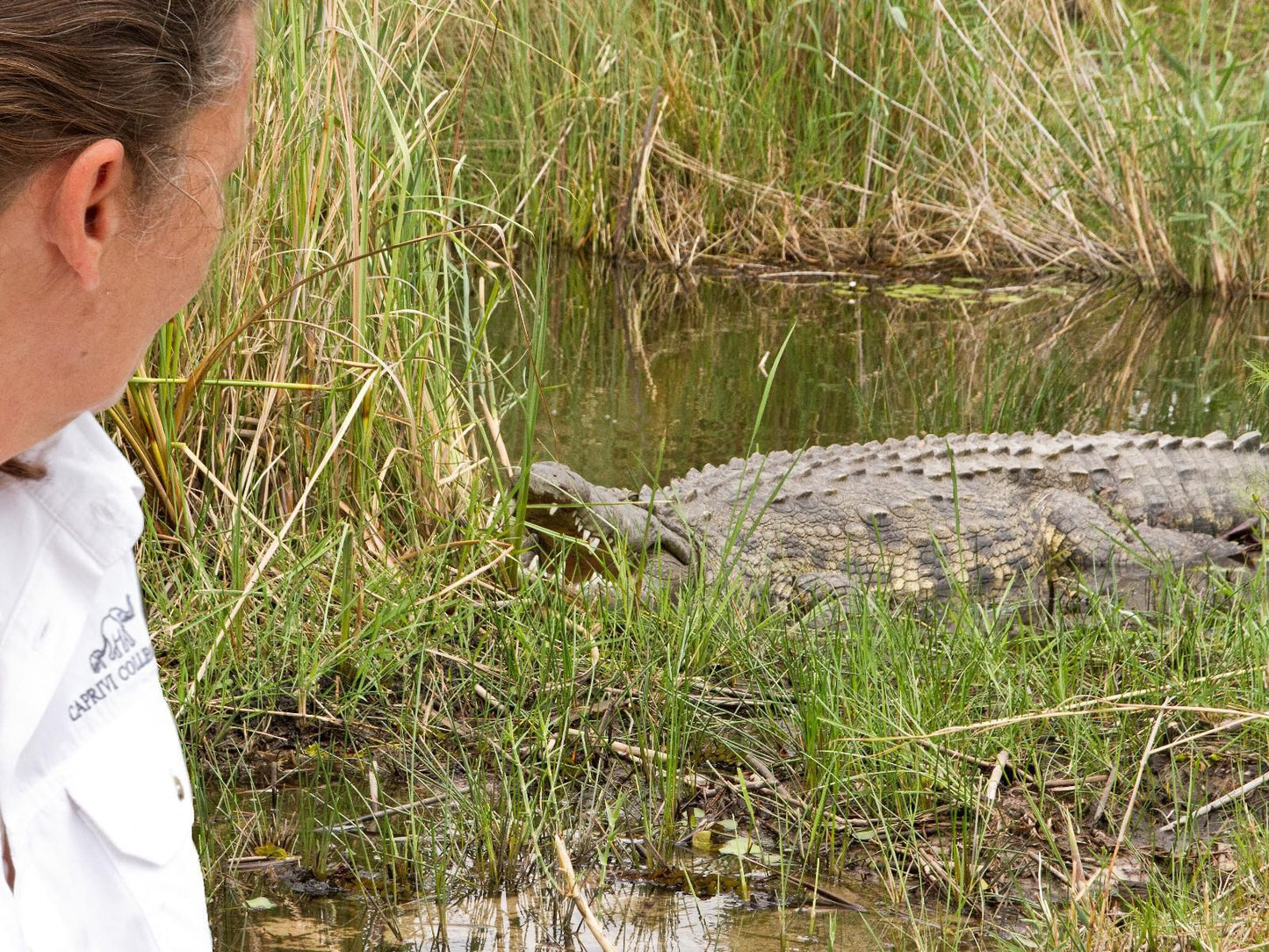 Lianshulu Bush Lodge, Crocodile, Reptile, Animal, Predator, Person