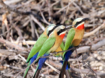 Lianshulu Lodge, Kingfisher, Bird, Animal