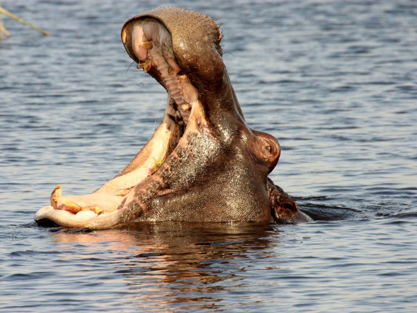 Lianshulu Lodge, Hippo, Mammal, Animal, Herbivore