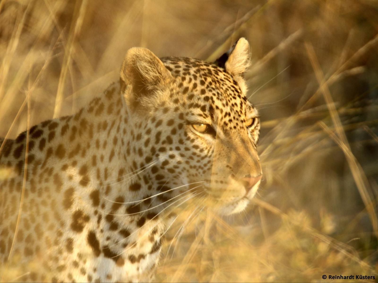 Lianshulu Lodge, Sepia Tones, Leopard, Mammal, Animal, Big Cat, Predator