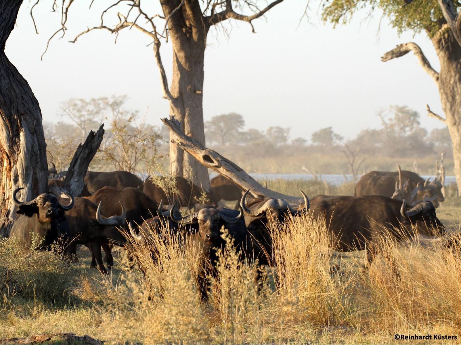 Lianshulu Lodge, Animal