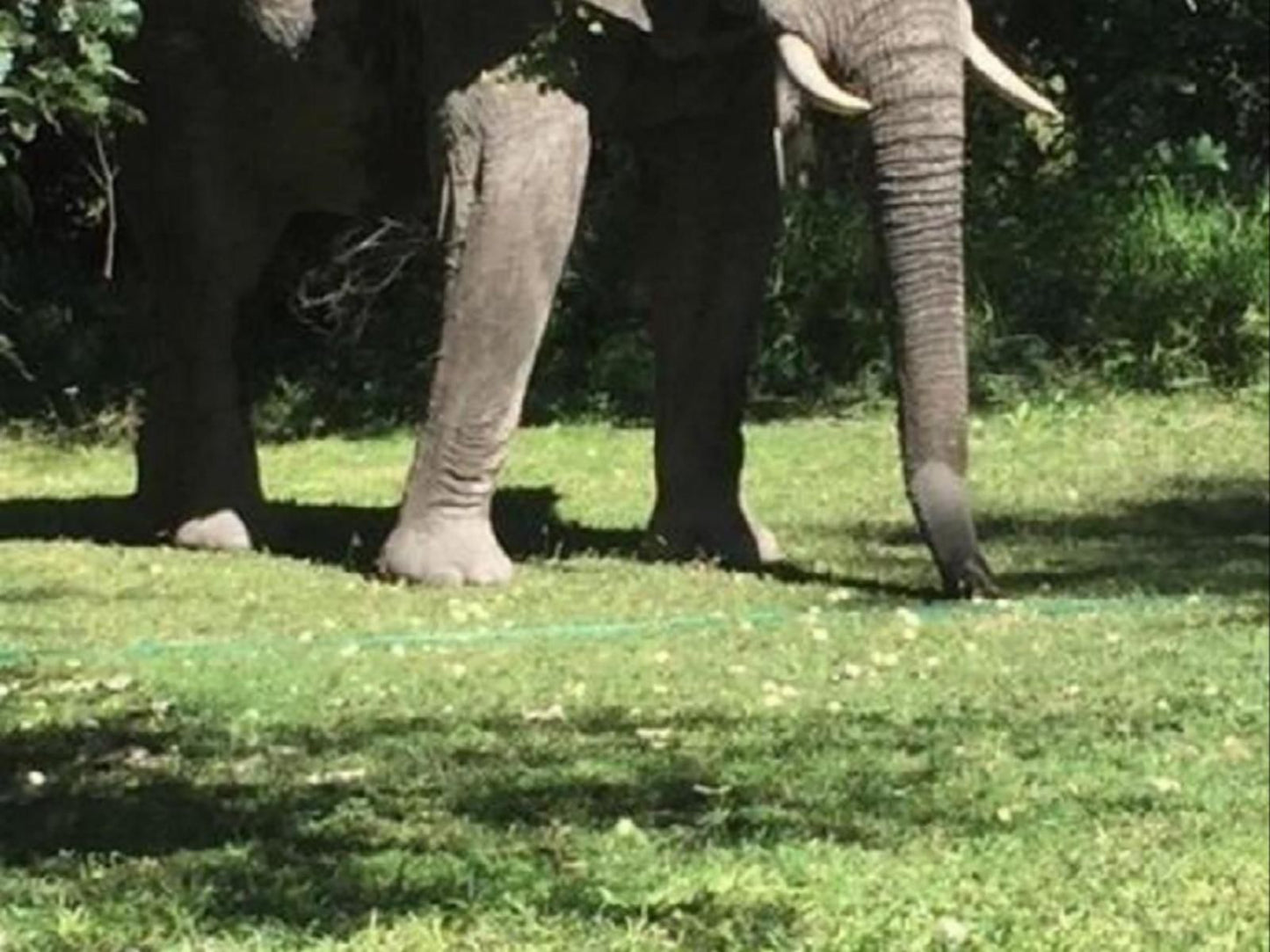 Lianshulu Lodge, Elephant, Mammal, Animal, Herbivore