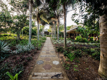 Lidiko Lodge, Palm Tree, Plant, Nature, Wood, Garden