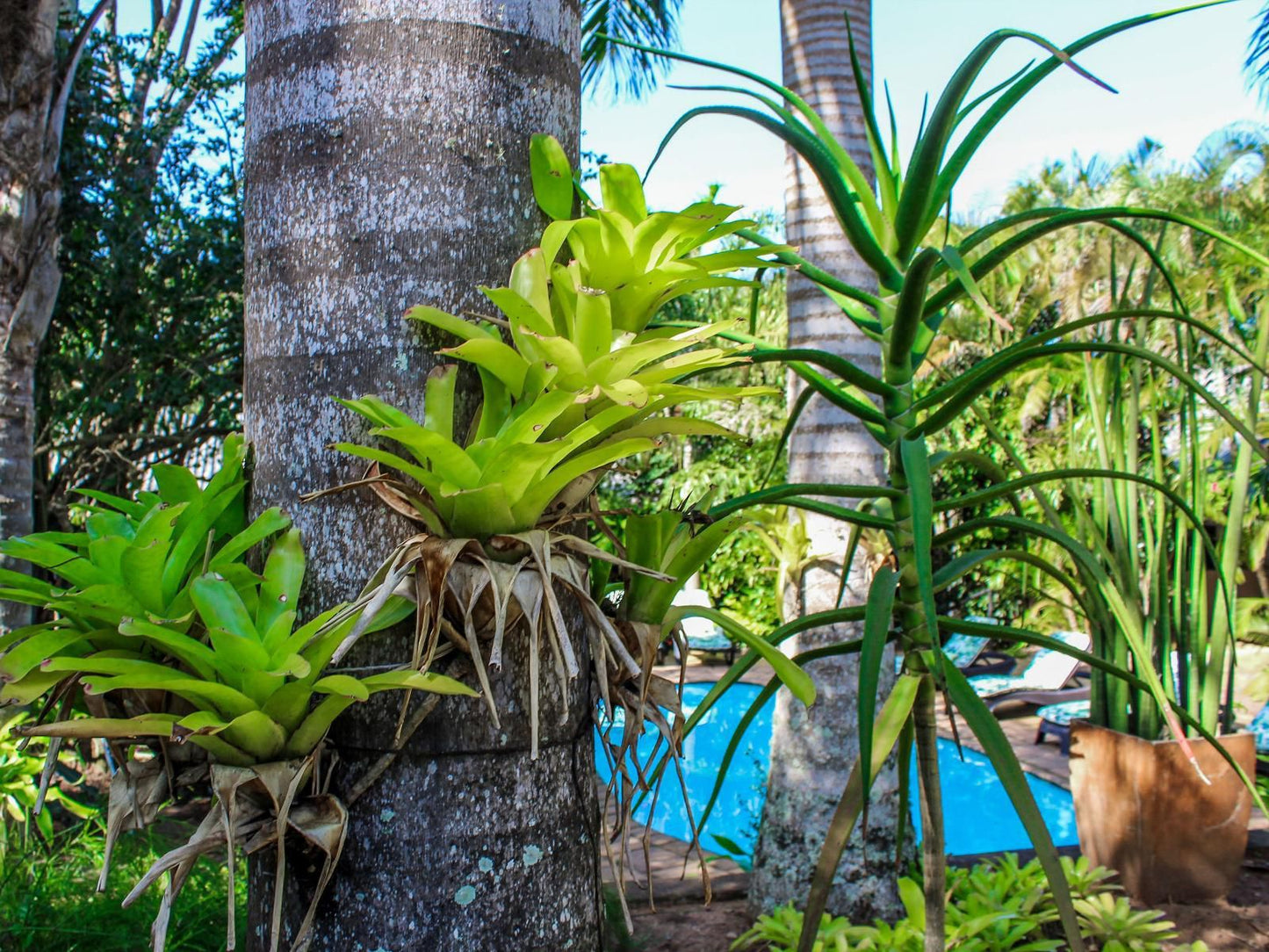 Lidiko Lodge St Lucia St Lucia Kwazulu Natal South Africa Palm Tree, Plant, Nature, Wood