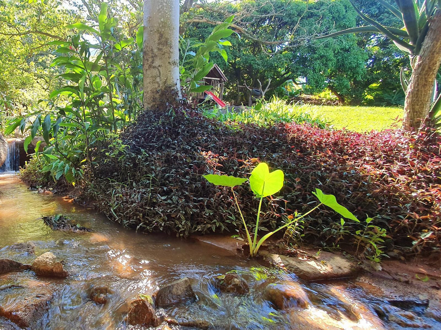 Lidwala Lodge, Campervan (SITE ONLY), Plant, Nature, Tree, Wood, Garden