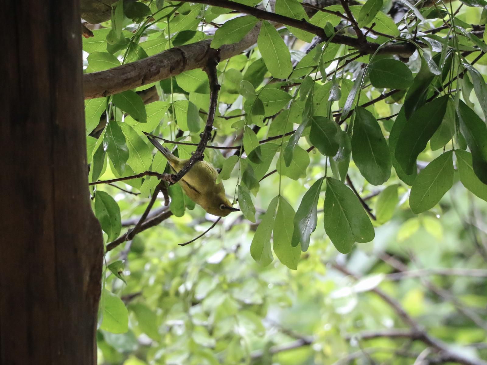 Lidwala Lodge, Campervan (SITE ONLY), Banana, Fruit, Food, Primate, Mammal, Animal, Squirrel, Herbivore, Rodent, Tree, Plant, Nature, Wood