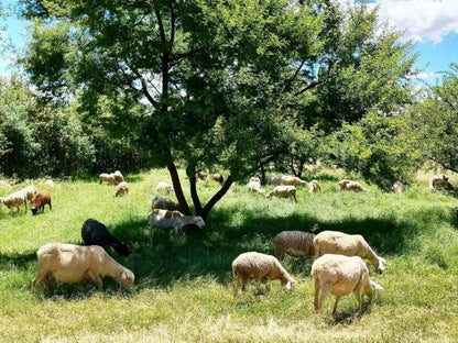 Liedjiesbos Bandb Groenvlei Bloemfontein Free State South Africa Sheep, Mammal, Animal, Agriculture, Farm Animal, Herbivore, Meadow, Nature